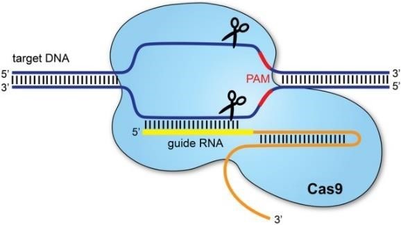 The relationship between Nickase's biological mechanism of action