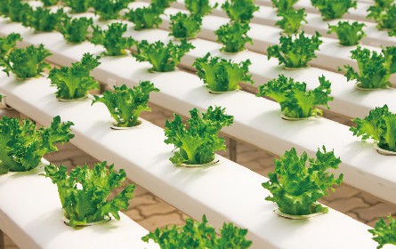 Soilless culture system and the matters needing attention